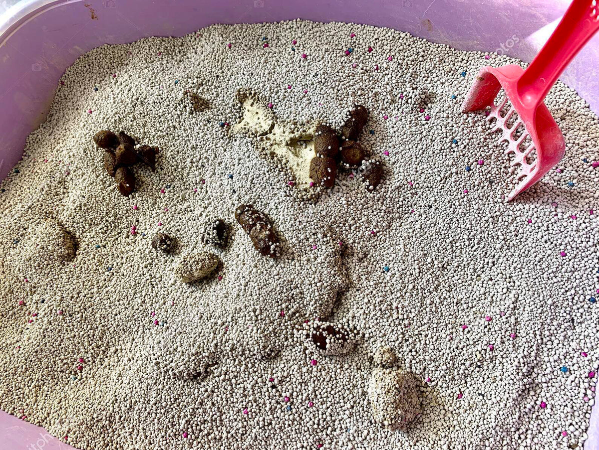 Kedi kakası