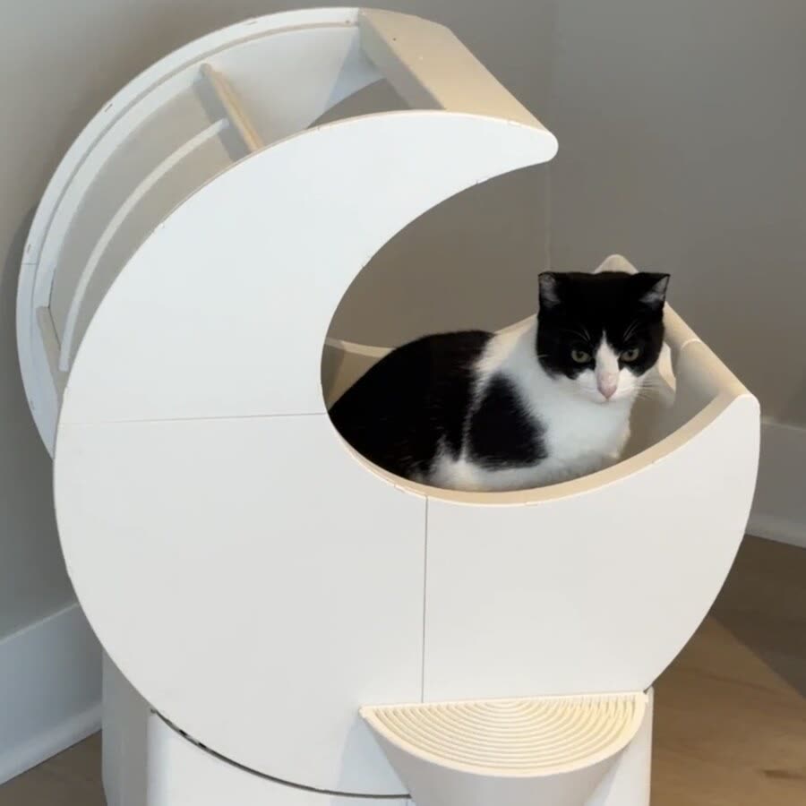 Kedi TEKTUR kutusunun içinde oturuyor